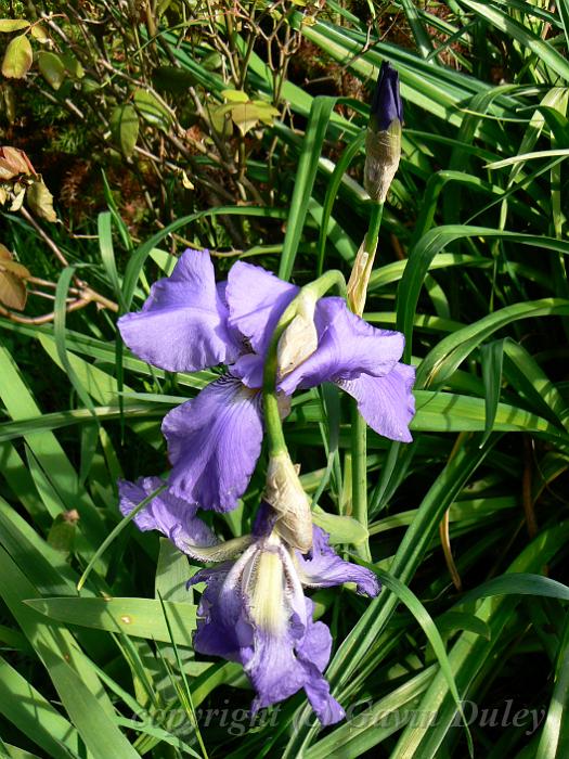 Purple irises, 'The Cedars', Hans Heysen's House, near Hahndorf P1080741.JPG